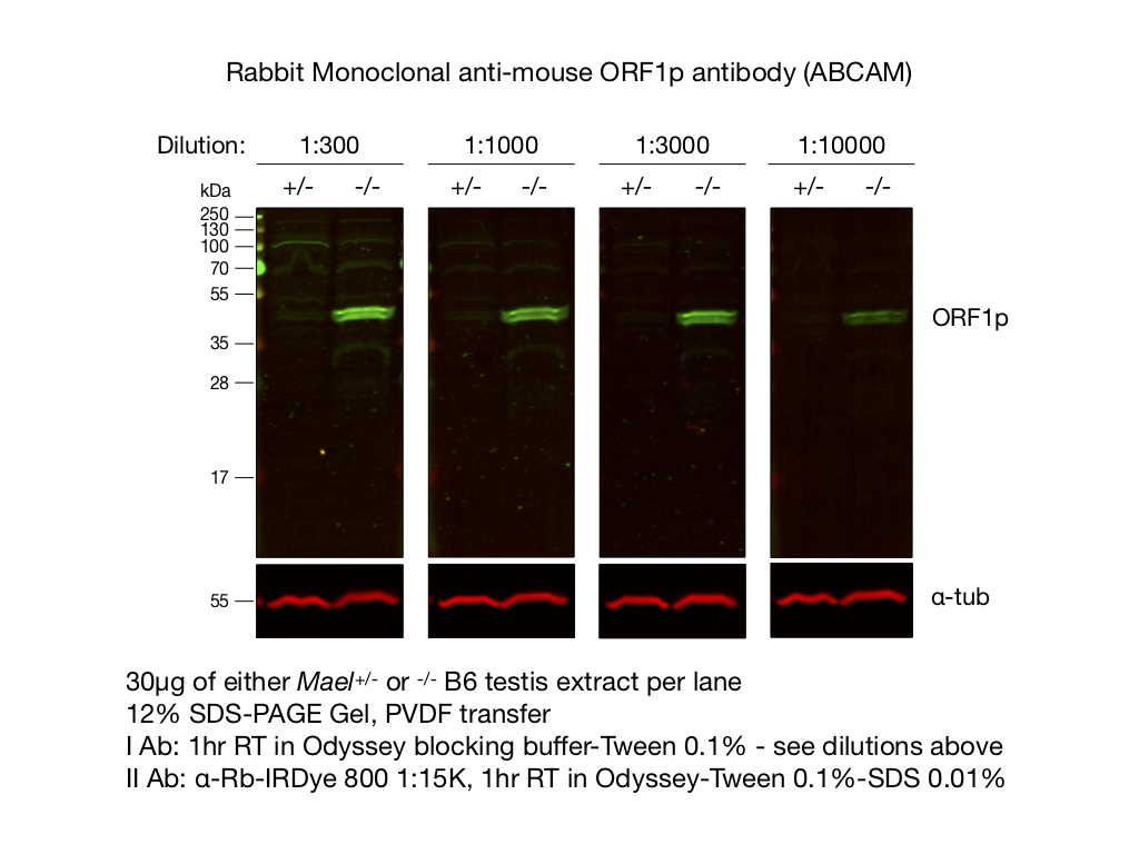 l1 orf1p abcam test